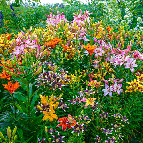 Fireworks Lily Mixture