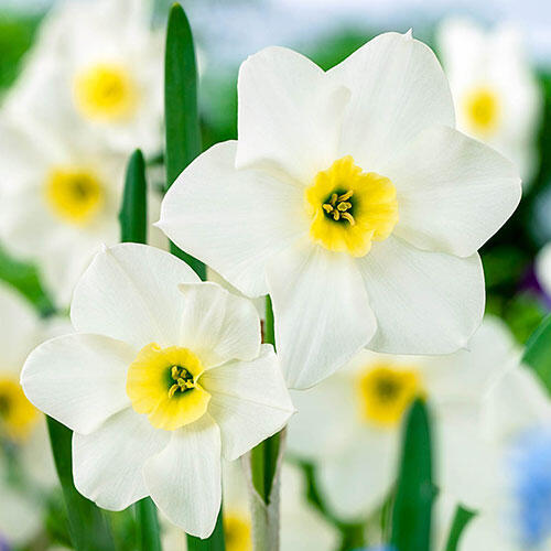 Lieke Daffodil