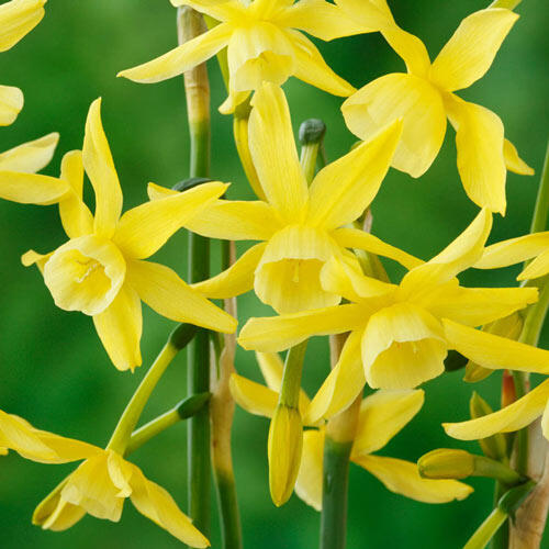 Hawera Daffodil