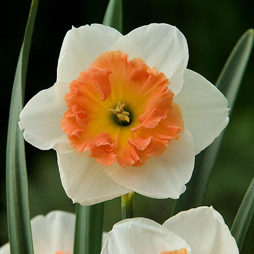 Precocious Daffodil