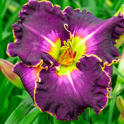 Excellent Reblooming Daylily