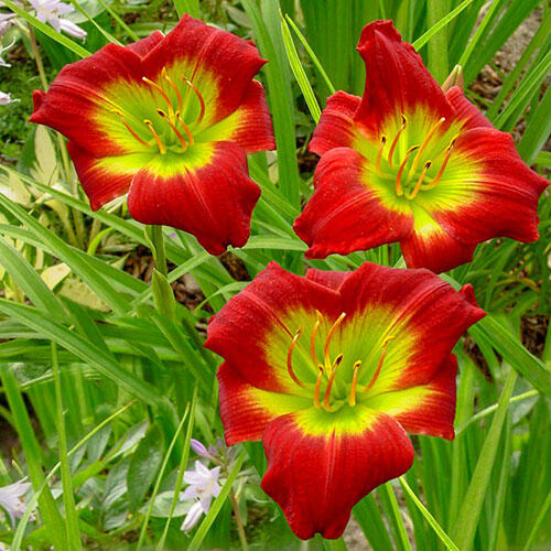 Christmas Is Reblooming Daylily