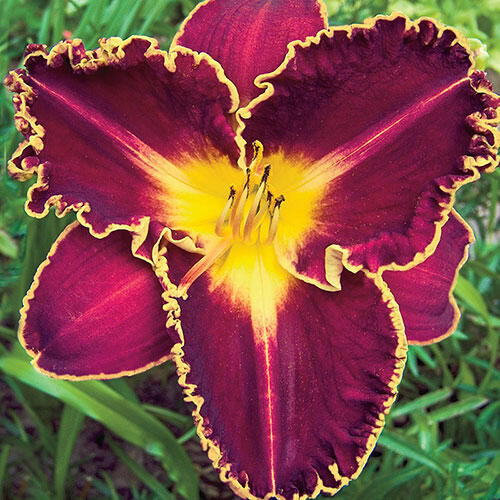 Storm Of The Century Reblooming Daylily