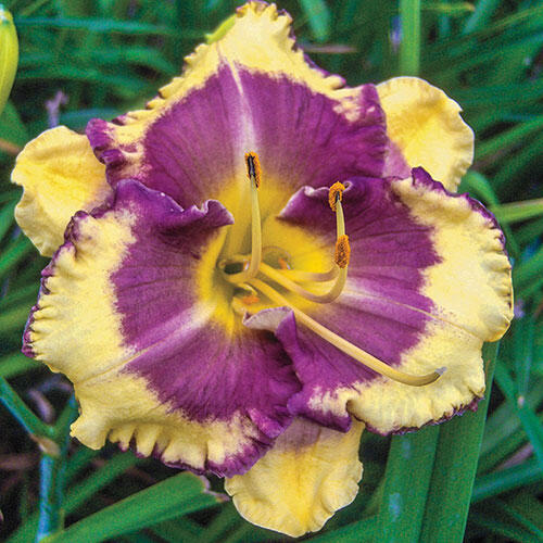 Blueberry Cream Reblooming Daylily