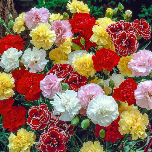 Fragrant Carnation Mixture