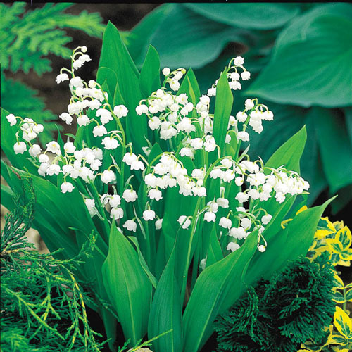  10 Lily of The Valley Bulbs for Growing Indoor, 10