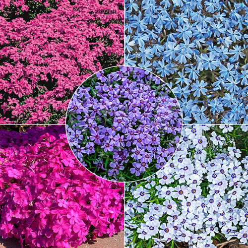 Breck's® Carpet Phlox Collection | Brecks Premium Bulbs