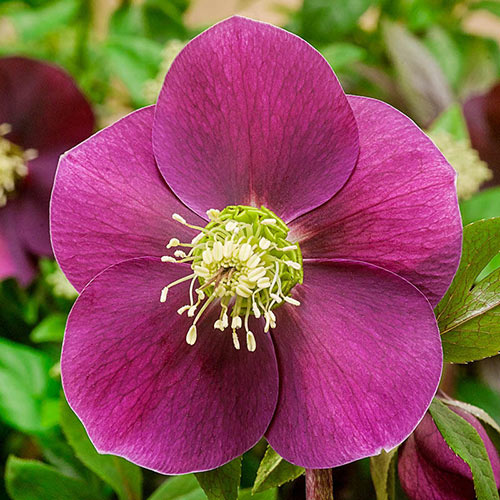 Winter Plum Wow!® King-Size Hellebores