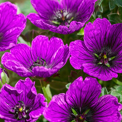 Purple Jolly Jewel Geranium