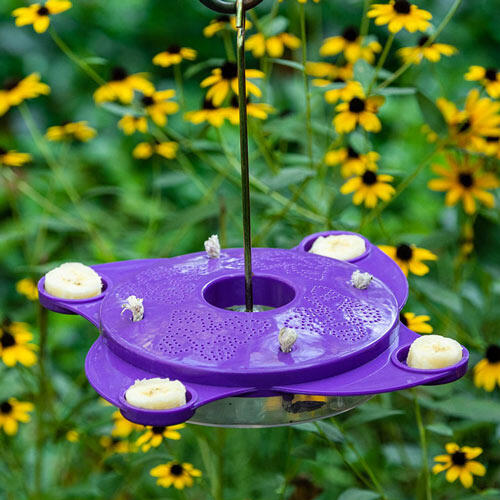 Purple Butterfly Feeder and Nectar