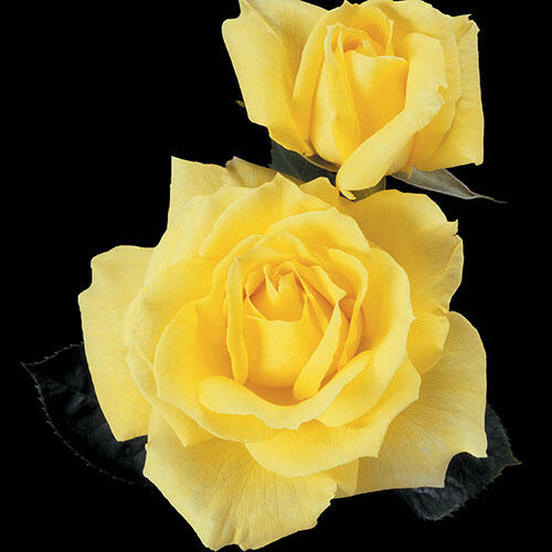 Mellow Yellow Hybrid Tea Rose