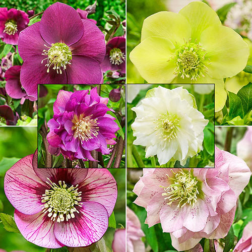 Living Legacy Wow!® Hellebore Collection