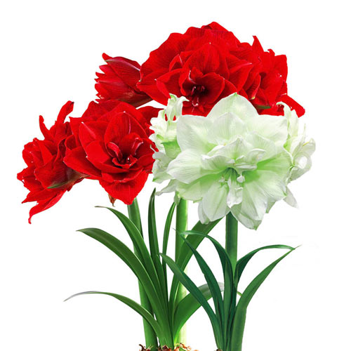 Full and Lush Double Amaryllis Collection