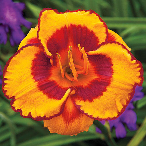 Fooled Me Daylily