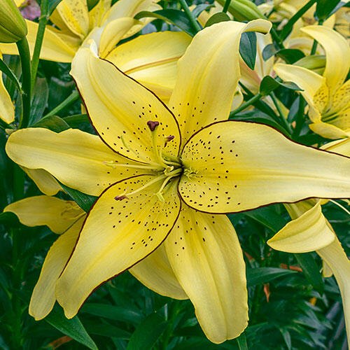 Fields of Gold Lily