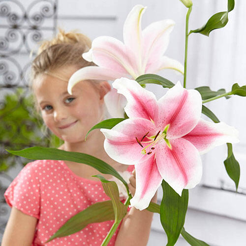 Pink Brilliant Lily Tree®