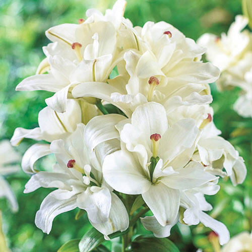 Annemarie's Dream Double Asiatic Lily
