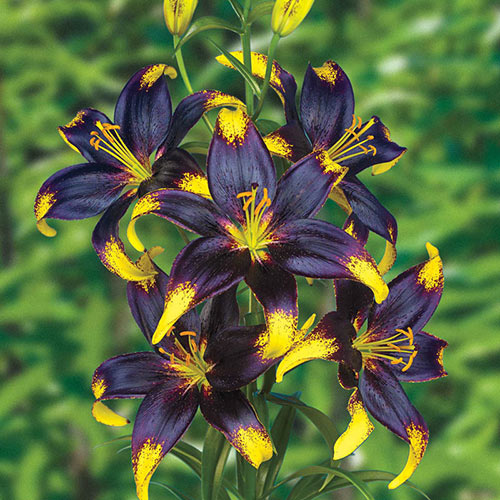 Easy Dance Asiatic Lily