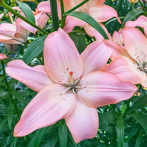 Easy Whisper Asiatic lily