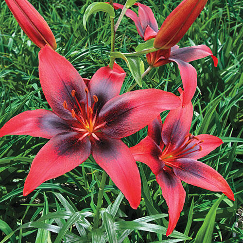 London Heart® Asiatic lily