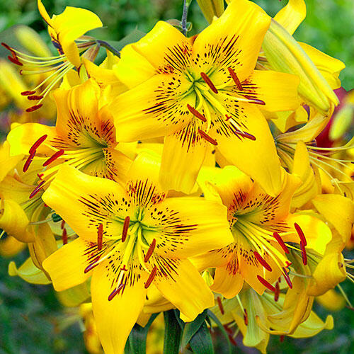 Yellow Bruse Tiger Lily