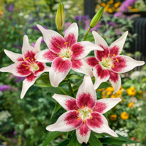 Strawberry and Cream Lily