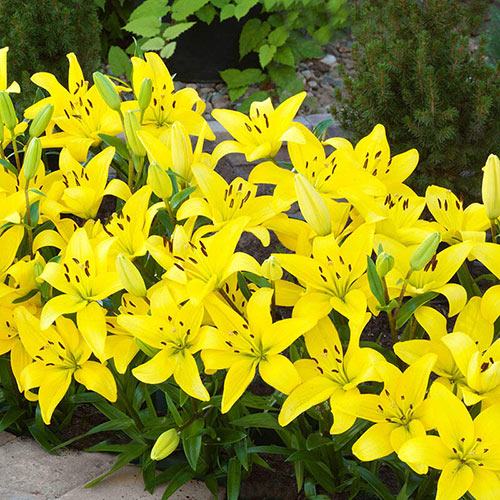 Yellow Carpet Border Lily™