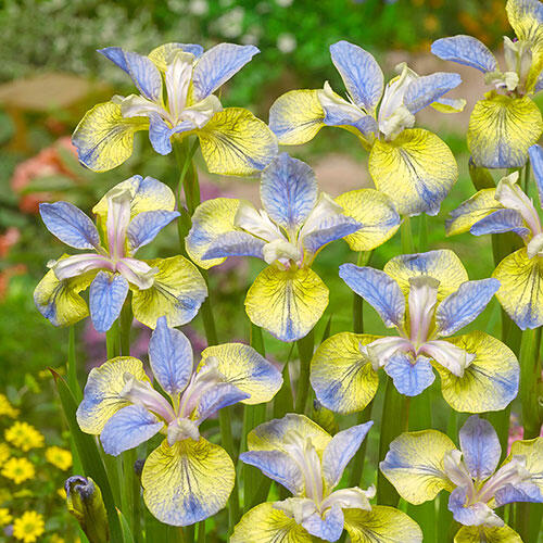 Tipped in Blue Siberian Iris