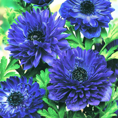 Blue Daisy Anemone