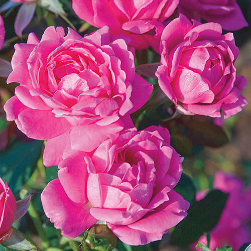 Rose Pink Double Knock Out® 