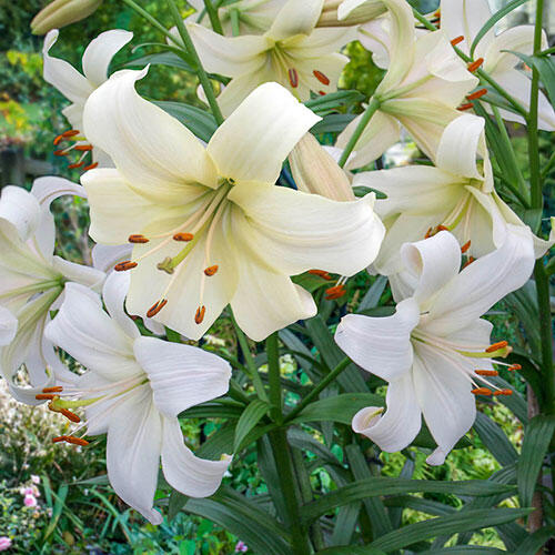 Pearl White Lily
