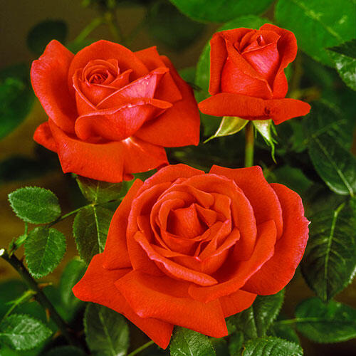 Perfume Factory™ Hybrid Tea rose