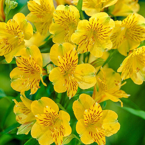 Andes Yellow Peruvian Lily