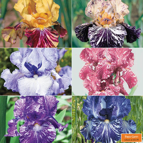 Renowned Batik Iris Collection