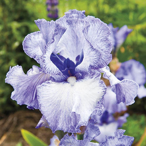Renowned Batik Iris Collection | Brecks Premium Bulbs