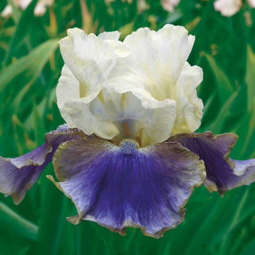 On Deck Reblooming Bearded Iris
