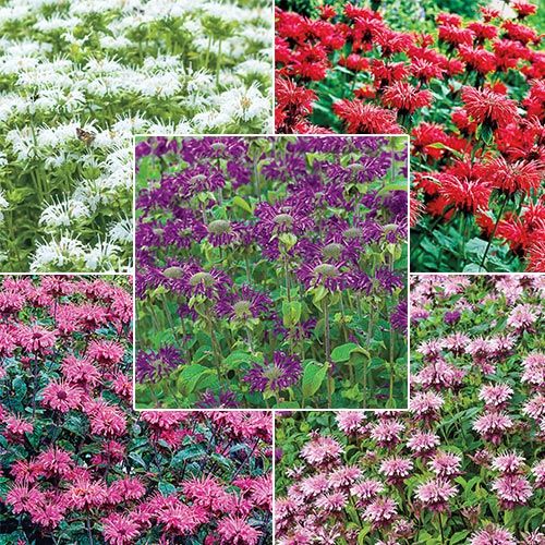 Bee Balm Collection