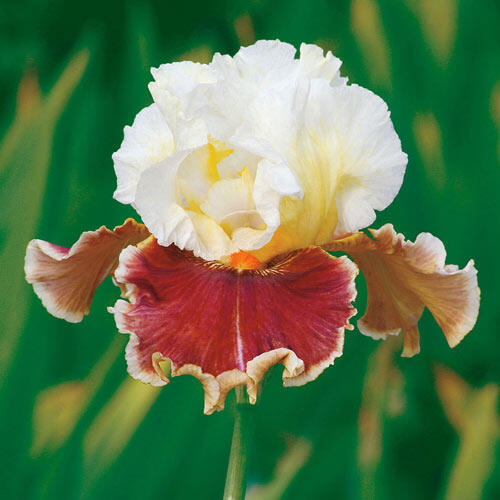 Lightheaded Bearded Iris