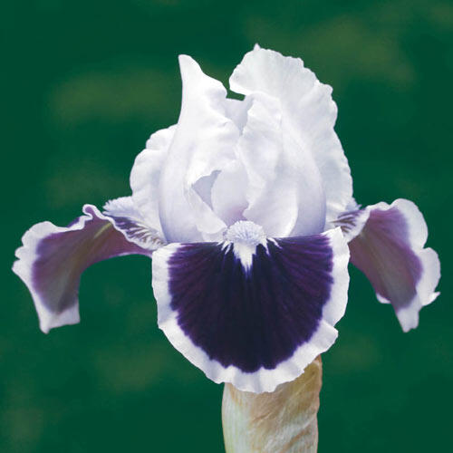 Puddy Tat Dwarf Bearded Iris