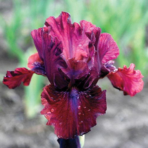 Bounce Bearded Iris
