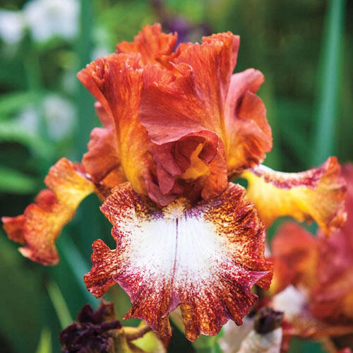 Spice Lord Bearded Iris