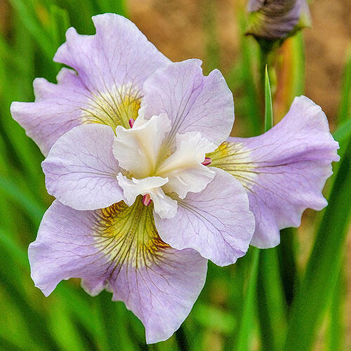 Dawn Waltz Siberian Iris