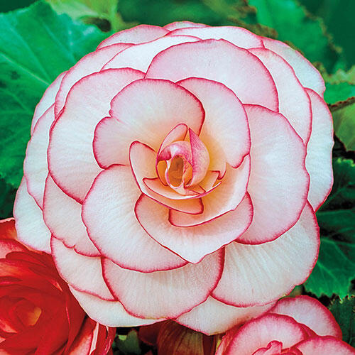 Rosebud Begonia