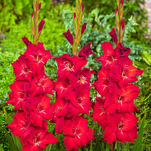 Traderhorn Gladiolus
