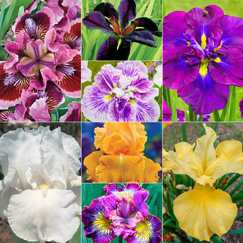 2 Month of Flowering Iris Collection 