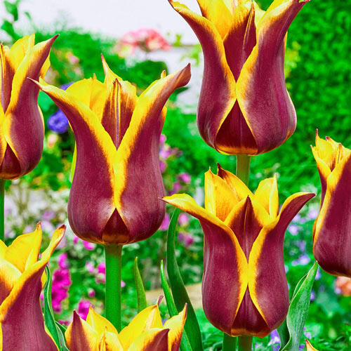 Sonnet Tulip