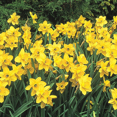 Carlton Daffodil Bulbs, Always Wholesale Pricing