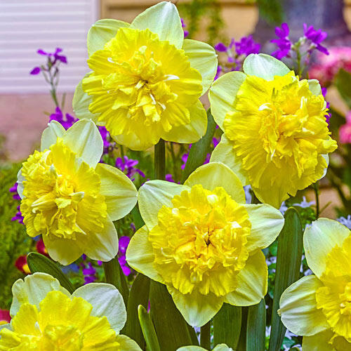 Full House Daffodil