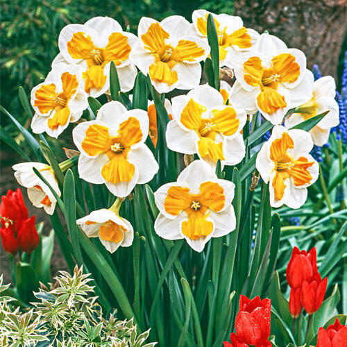 Tricollet Daffodil