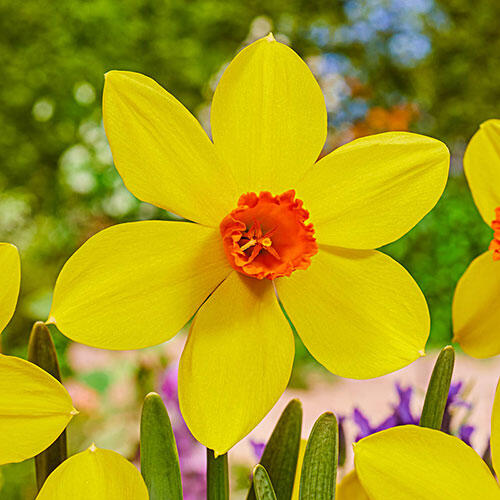 Spinner Daffodil